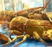 Boston Lobster