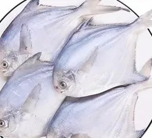 White Pomfret