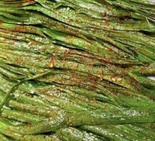 Leek