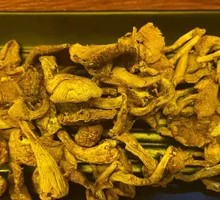 Hickory Mushroom