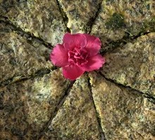 Sheep's Sorrel Egg Pancake