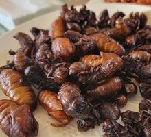 Silkworm Pupa with Golden Cicada