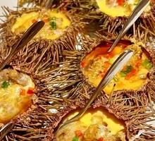 Sea Urchin