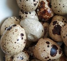 Quail Egg
