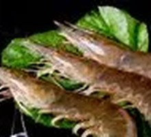 South American Shrimp