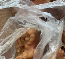 Pig's trotter