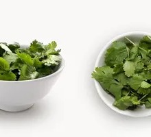 Cilantro