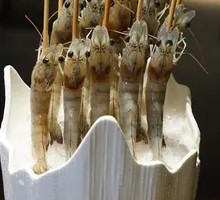 Live Shrimp Artistry