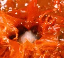 Bouncy Black Tiger Shrimp Slab