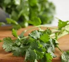 Cilantro