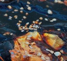 Black Sugar Rose Ice Jelly