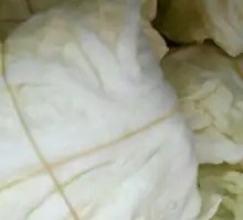 Napa cabbage