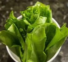 Oilseed lettuce