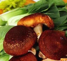 Shiitake Mushroom