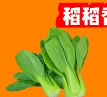 Chinese cabbage