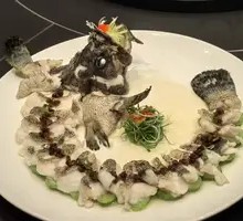 Coiled Tiger Grouper