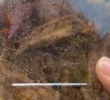 Classic Sweet and Spicy Duck Wings