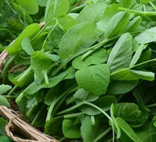 Pea Shoots