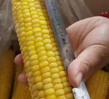 Corn