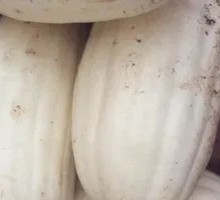 White Skin Pumpkin Vegetarian Pancake