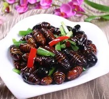 Leek Fried Silkworm Pupae