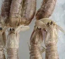 Peeled shrimp