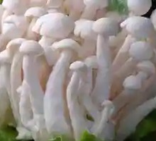 White Cloud Mushroom