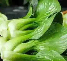 Oilseed lettuce