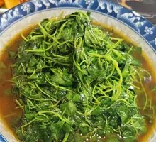 Wine-Scented Gold Clover