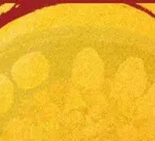 Seafood and Free-range Chicken Pot