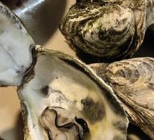 Steamed Fresh Oysters