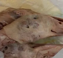 Duck Head