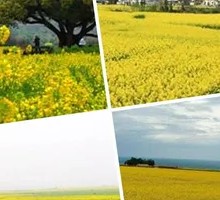 Oilseed Rape Fragrance