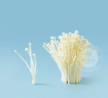 Enoki Mushroom