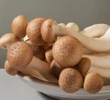 King Oyster Mushroom