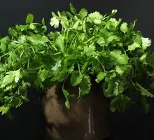 Cilantro