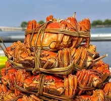 Fresh Live Crab