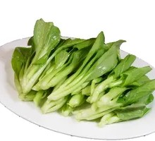 Oilseed lettuce