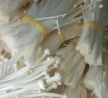 Enoki Mushroom