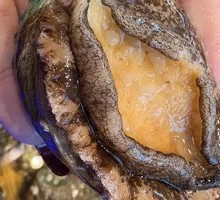 Garlic and Vermicelli Abalone