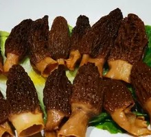 Morel Mushroom