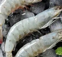 White Shrimp