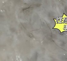 Fresh Shrimp Dumplings