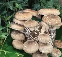 Sterile Fresh Fairy Mushrooms