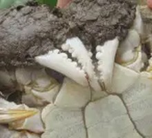 Yangcheng Lake Crab Family Pack (4pcs)