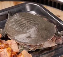 Wild Pond Turtle
