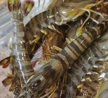 Fresh Tiger Shrimp