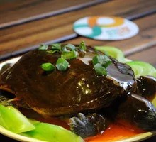 Spicy Softshell Turtle