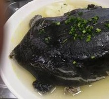 Wild Softshell Turtle