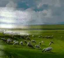 Inner Mongolia 180-Day Lamb Ribs